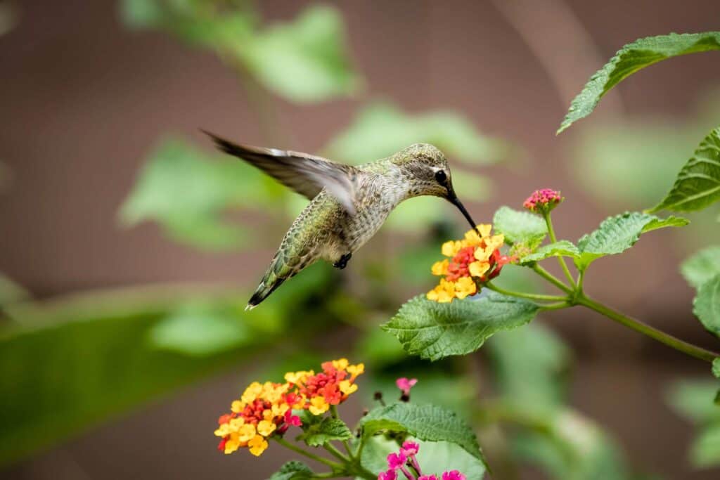 Closeup of humming bird