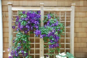 Fencing with purple flowers