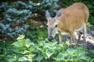 Close-up of white-tailed deer in garden eating plants.