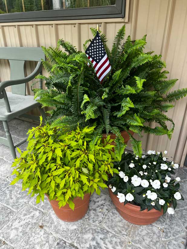 Three potted green outdoor plants with an American flag.