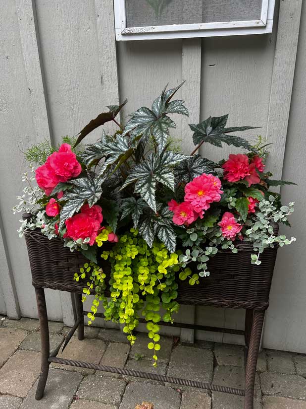 Potted green vines and pink flowers.