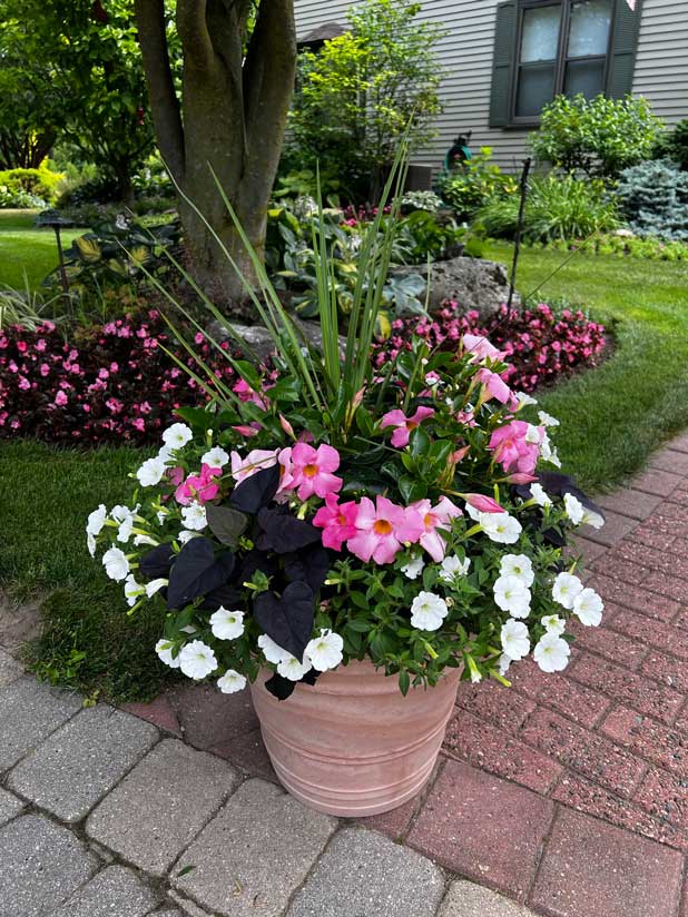 Potted arrangement with greenery and pink flowers.