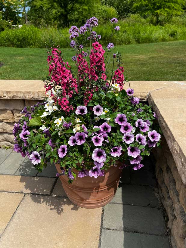 Potted pink, purple and white flowers next to a stone wall.